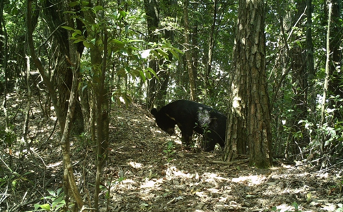 Black bears spotted in Quzhou's Jiangshan