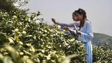 Intl friends revel in tea culture in Zhoushan