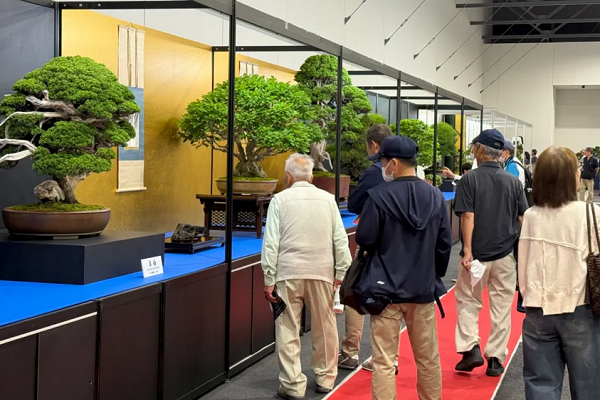 Taicang bonsai shines at Osaka expo