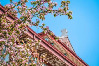 Tianjin welcomes spring with Crabapple Blossom Festival