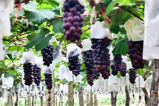 Lianjiang's summer fruit extravaganza: A symphony of sweetness in Fuzhou's orchards