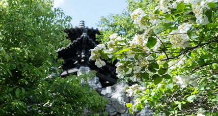 View Chinese snowball viburnum in Yangzhou