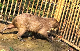 Yangzhou runaway capybara star seeks spouse