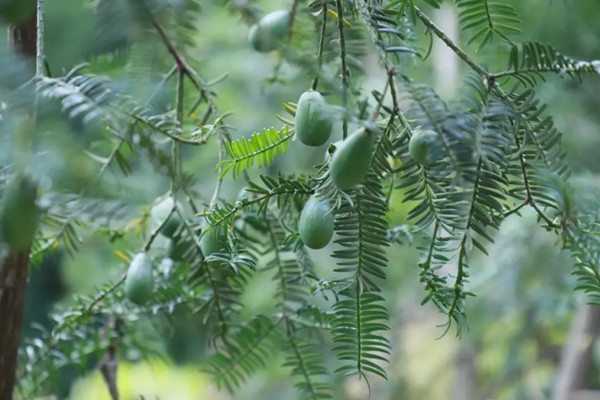 Huangshan village's green leap of rural vitalization
