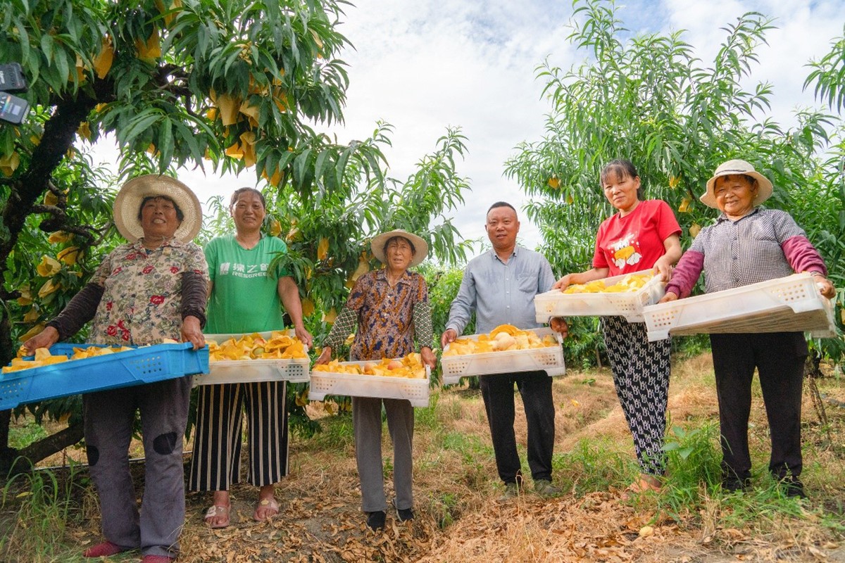 Harvest season in full swing at peach orchards in Taizhou