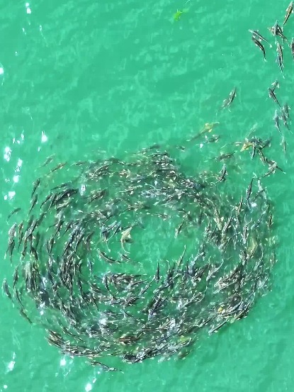 Upstream journey of Qinghai's endemic naked carp