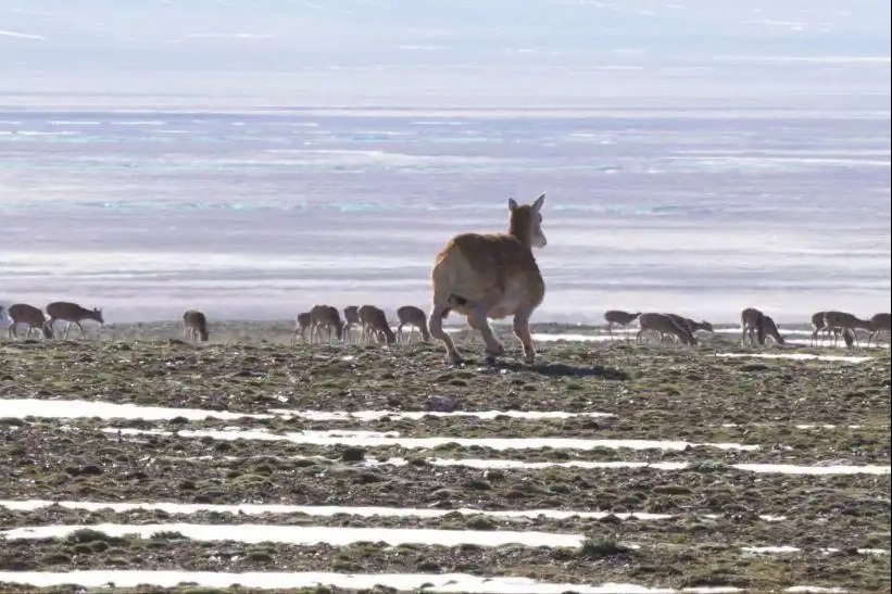 Feature: Robotic guardian joins Tibetan antelope herd