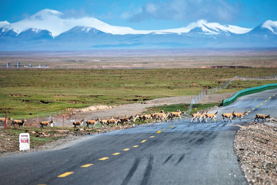 Intelligent tech helps migrating antelopes cross road safely