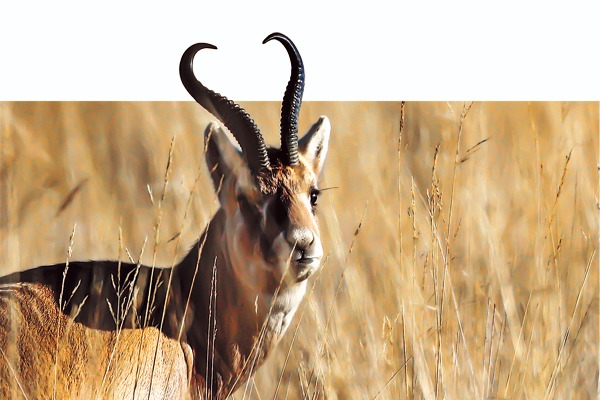 Conservation lifts delicate ecosystem