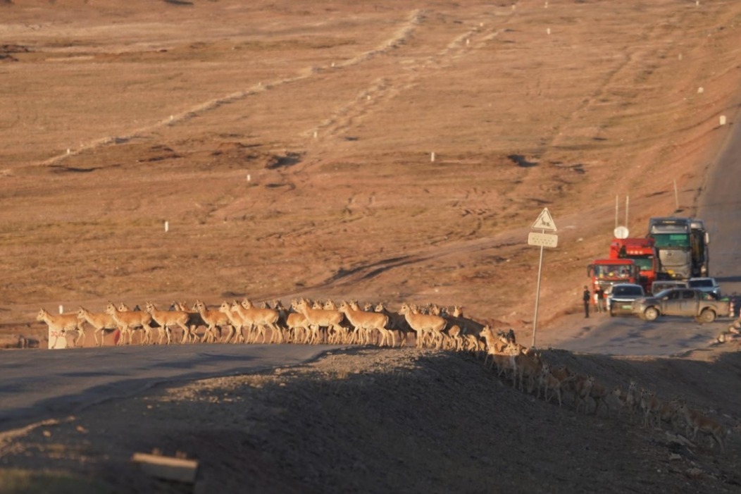 Smart traffic lights safeguard Tibetan antelope migration