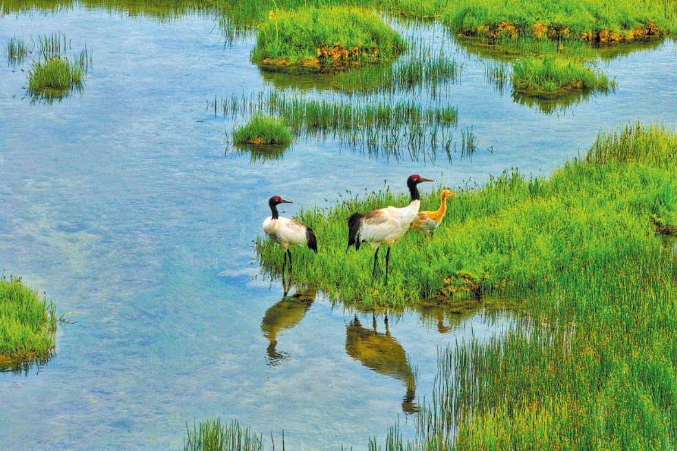 Black-necked cranes fly high thanks to conservation efforts