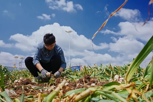 Global expats gather in Jining for industry development