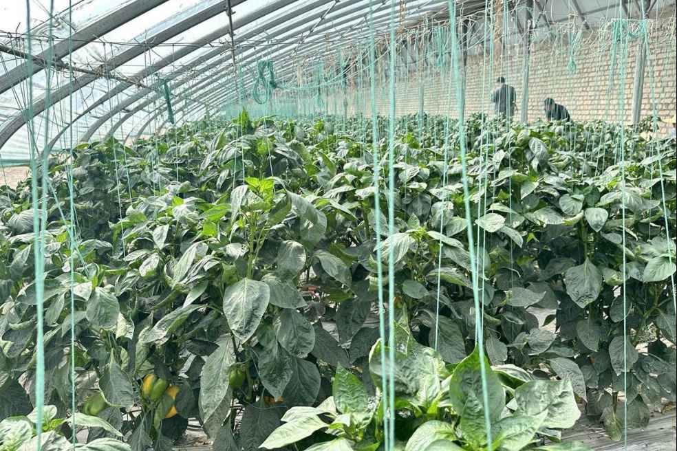 Jiangxi assistance helps Xinjiang community thrive