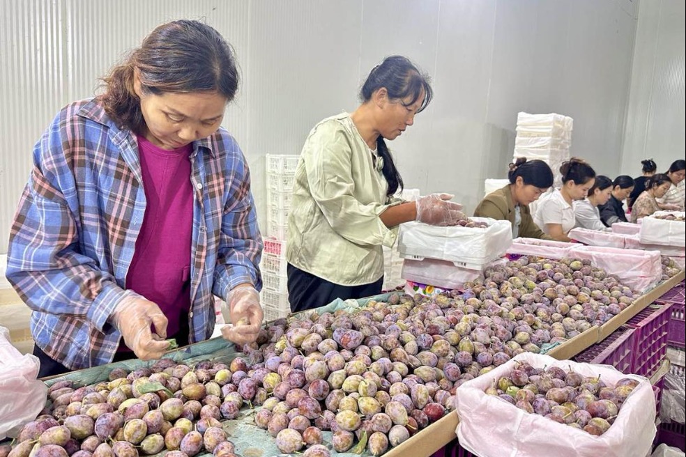 Guangdong aid transforms Xinjiang's plum industry