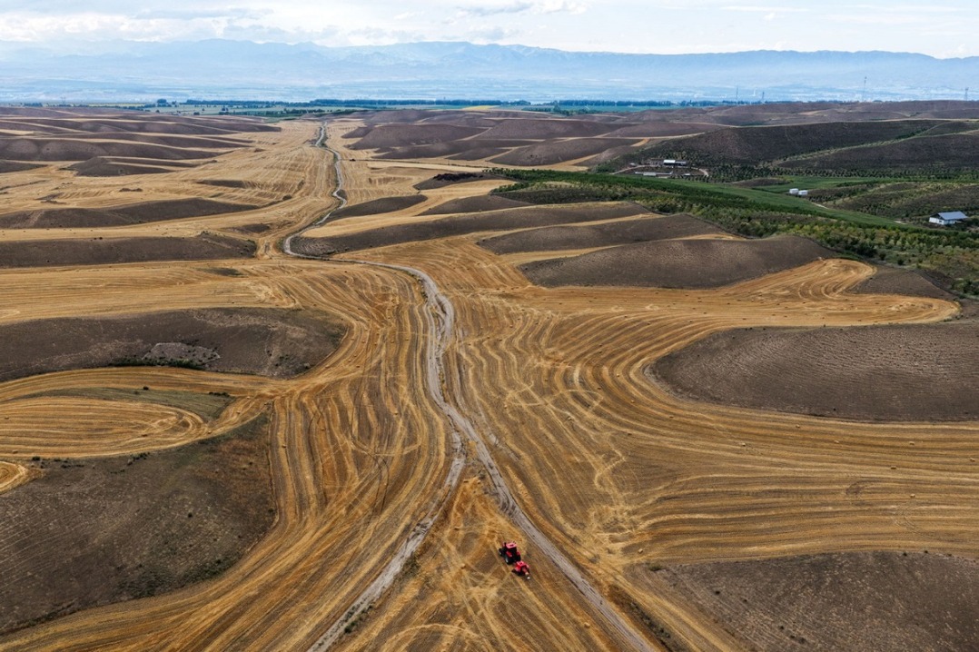 Mature wheat ready for harvest in Xinjiang