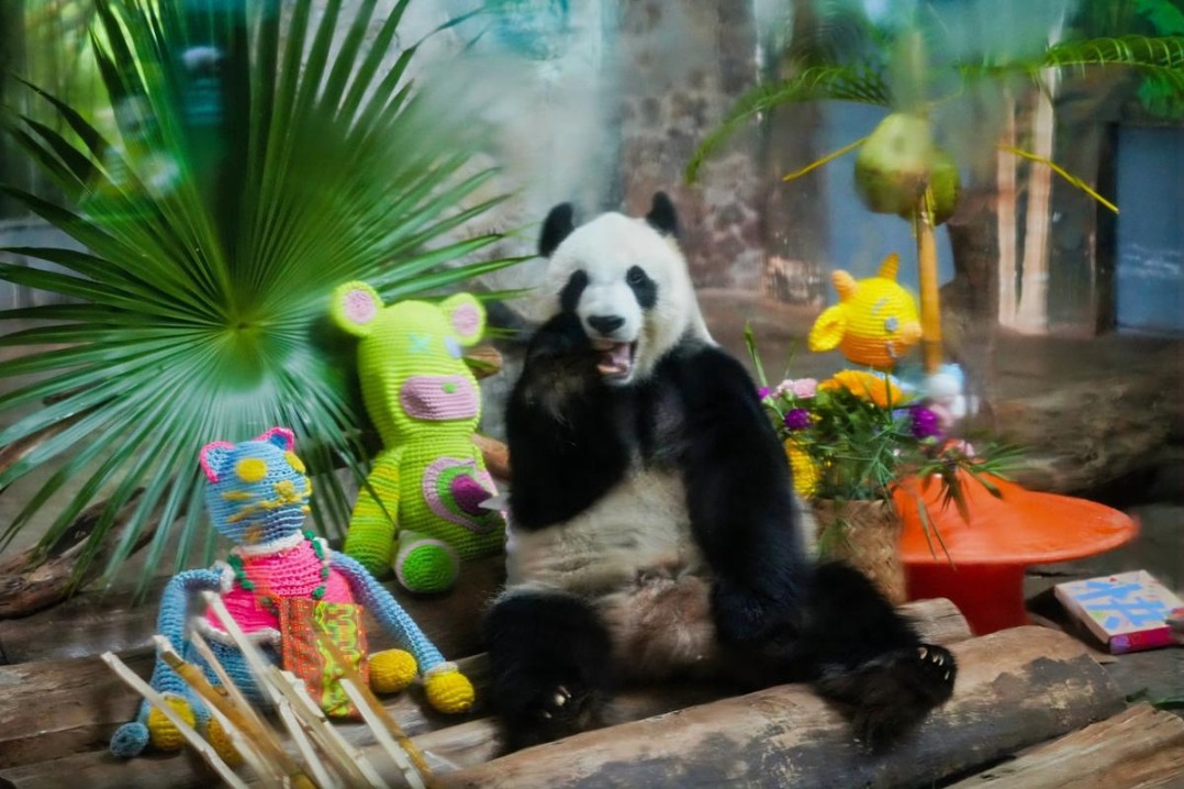Hainan pandas celebrate 12th birthday in style