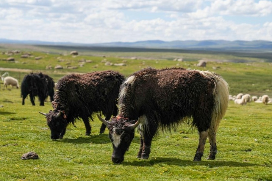 Specialty plateau industries thrive in Xizang's booming economy