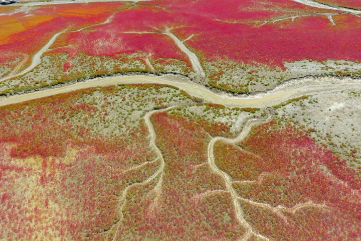 Aerial view of Panjin Red Beach National Scenic Corridor in summer
