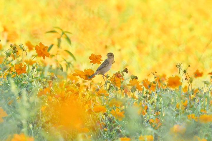 Cosmos in bloom at Beihai Park in Beijing