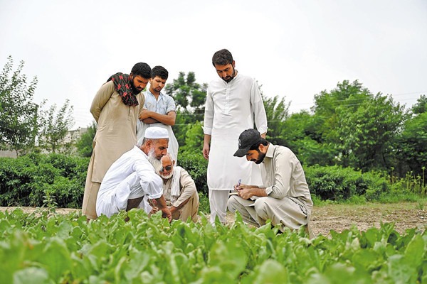 In Pakistan, Chinese seeds give farmers 'a lifeline'