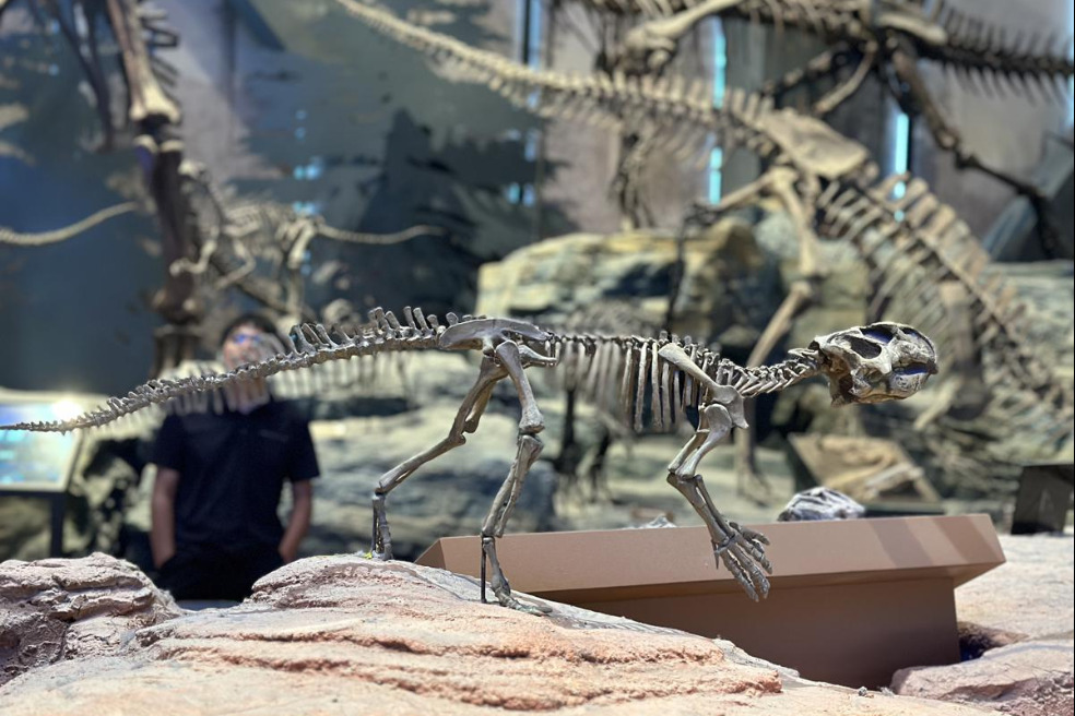 Baoding Natural History Museum draws crowds