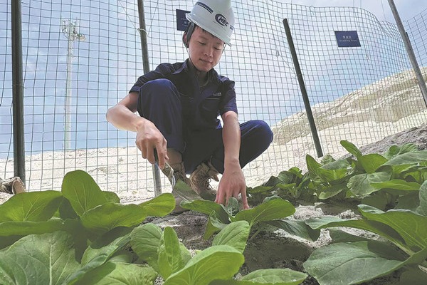 Chinese dredging project team grows bok choy on coral sand in Maldives