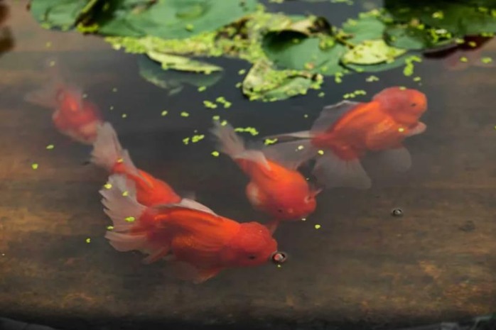 Beijing exhibition: An encounter with goldfish in a princely residence