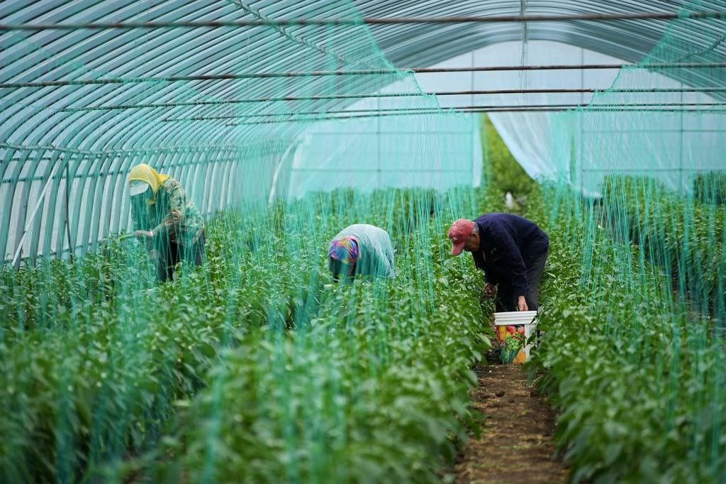 Hebei boosts vegetable supply to Beijing