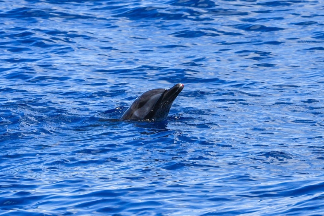 Dolphin released back into the wild after a three-month effort