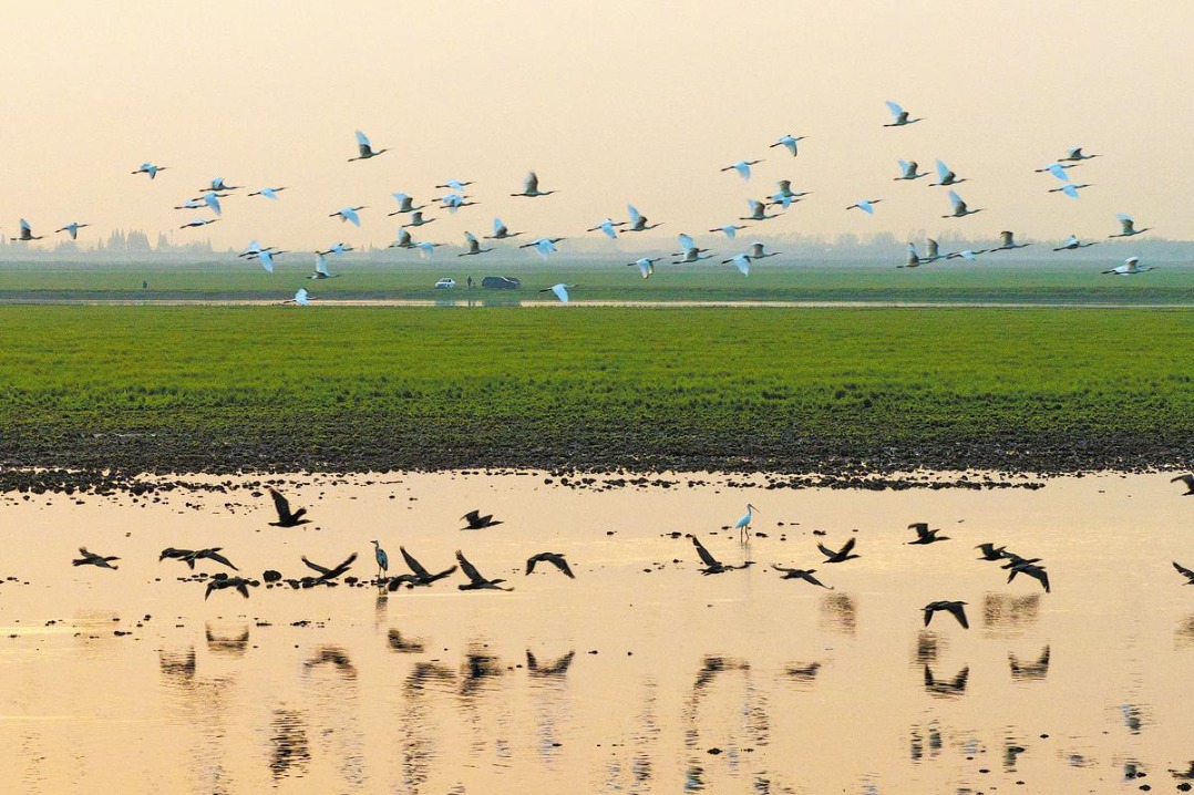 Tuogan Islet Station in Hunan drives research into migratory waterbirds