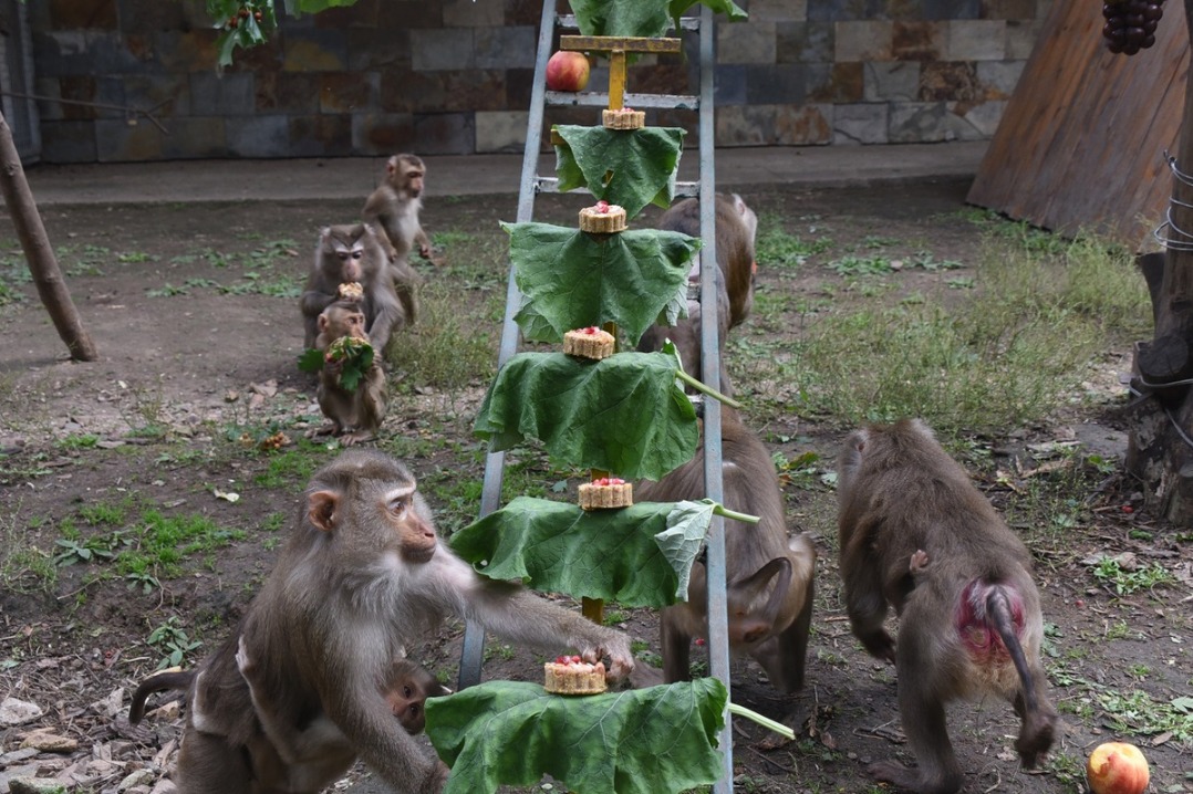 Harbin zoo prepares Mid-Autumn Festival feast for animals