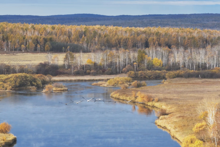 Heilongjiang reserve welcomes 10,000 migratory cranes