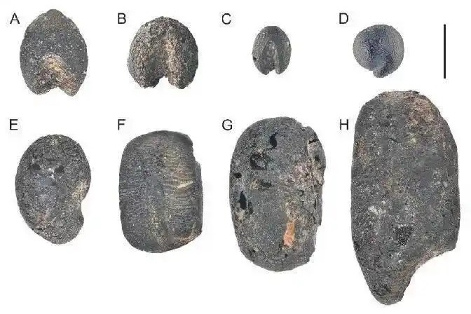 China confirmed as one of the origin centers of adzuki beans: study