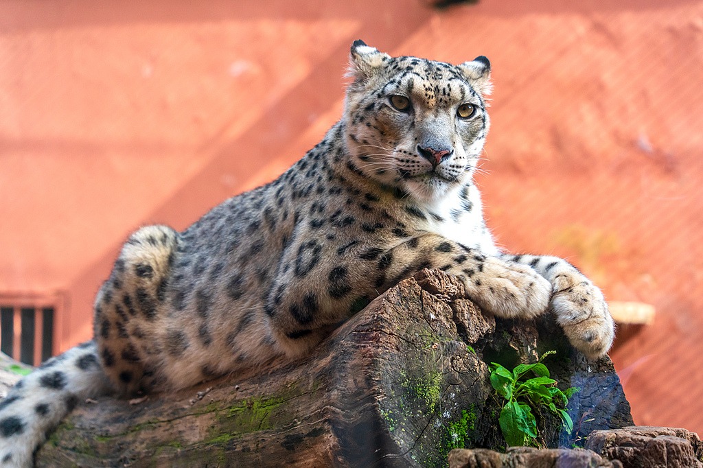 Escaped snow leopard found safe in Xining Wildlife Park