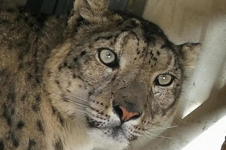 Snow leopard escapes from wildlife park in Qinghai
