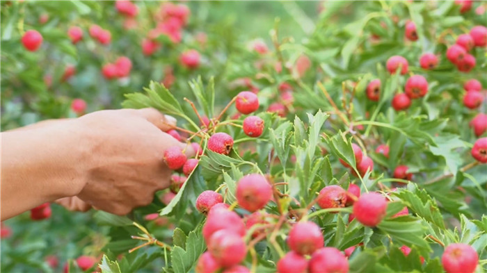 Tai'an celebrates farmers' harvest festival with fruitful events