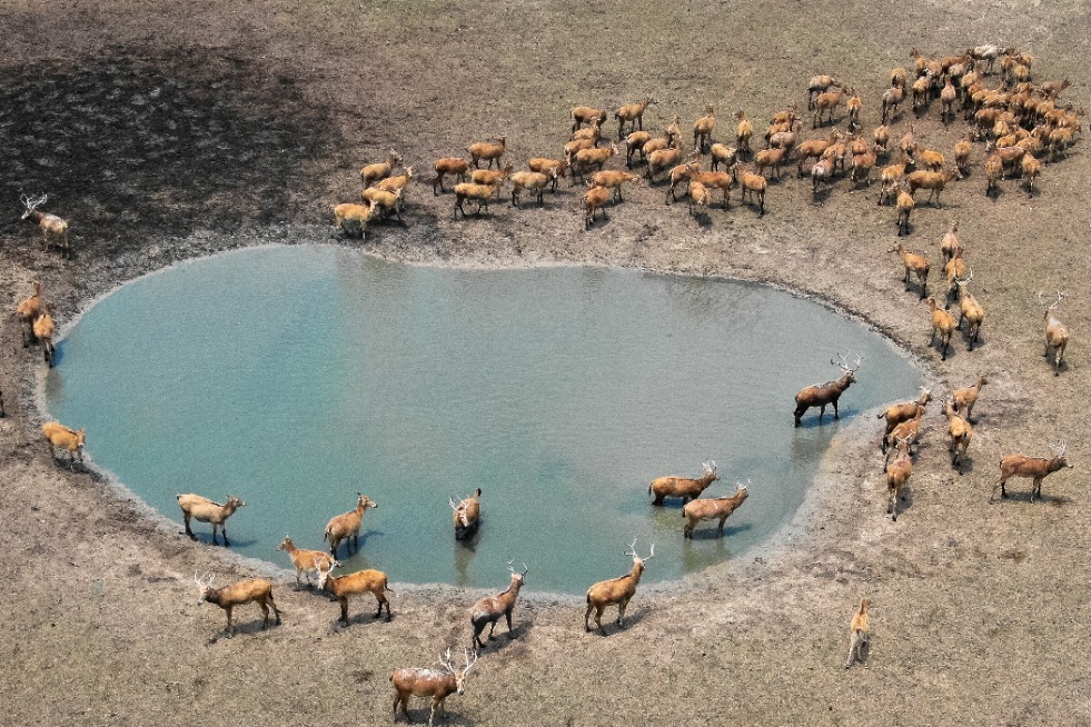 Chinese nature reserve sees milu deer population grow to over 8,500
