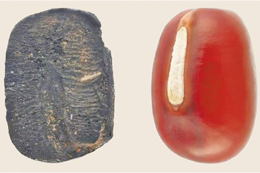 Ancient adzuki beans discovered in Shandong