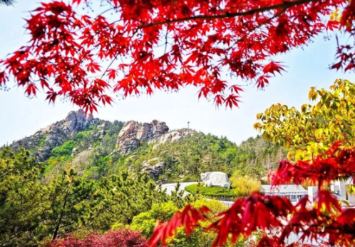 Autumn's palette takes over Laoshan Mountain