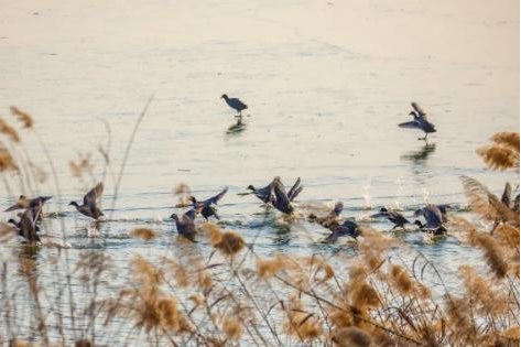 Jinan Baiyun Lake Wetland gains national key status