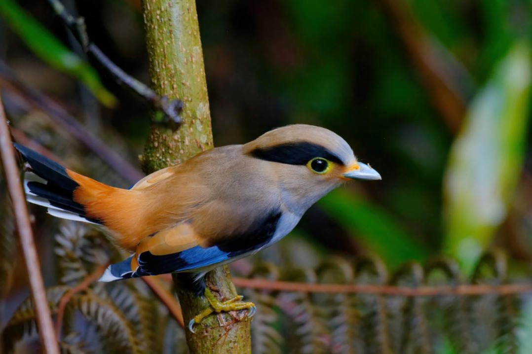 Bird-watching festival in Yunnan unveils new avian discoveries