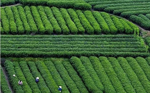 Quzhou's Kaihua tea wins gold awards at World Green Tea Contest