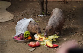 Yangzhou escape-famed capybara gets married
