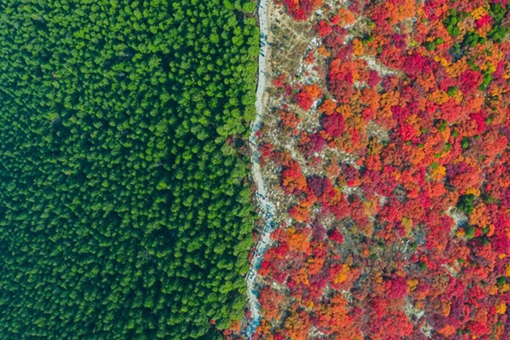 Capture Shandong's seasonal surprise of nature