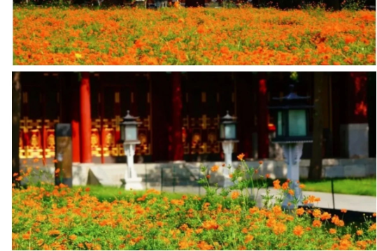 Discover Beihai Park's Romantic Floral Landscapes