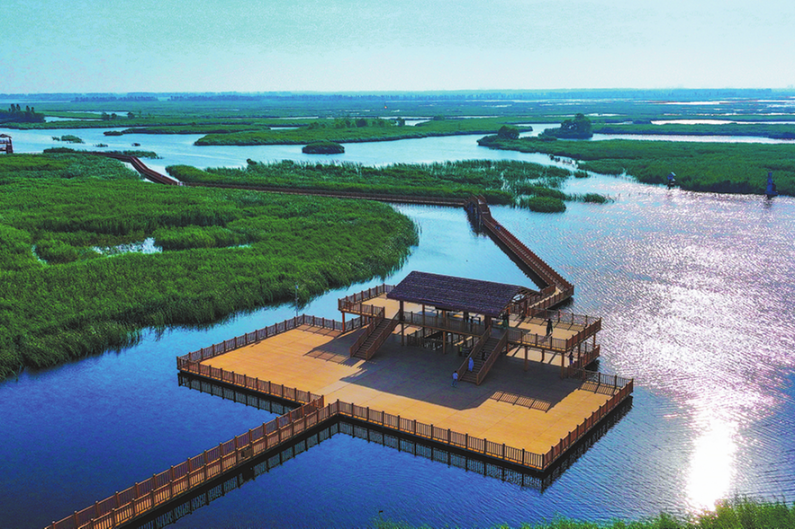 Humble reed now used in building panels