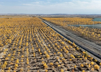 Euphrates poplars stand guard against desert winds in Gansu