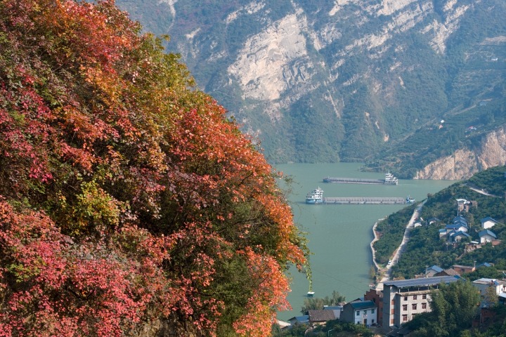 Red leaves paint a beautiful picture in Hubei river gorge