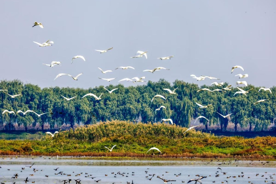 Year's largest wave of migratory birds reaches Wuhan wetland