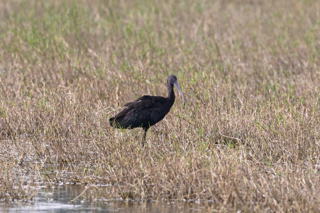 Rare bird spotted for second time in Hainan county